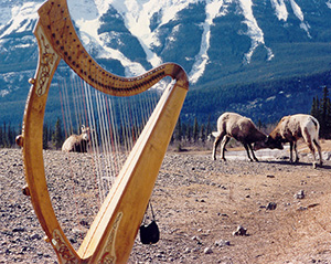 Harp in the Rocky Mountains with Rams