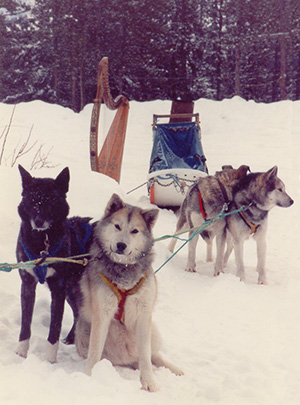 Harp in the Yukon with dog sled and huskies.